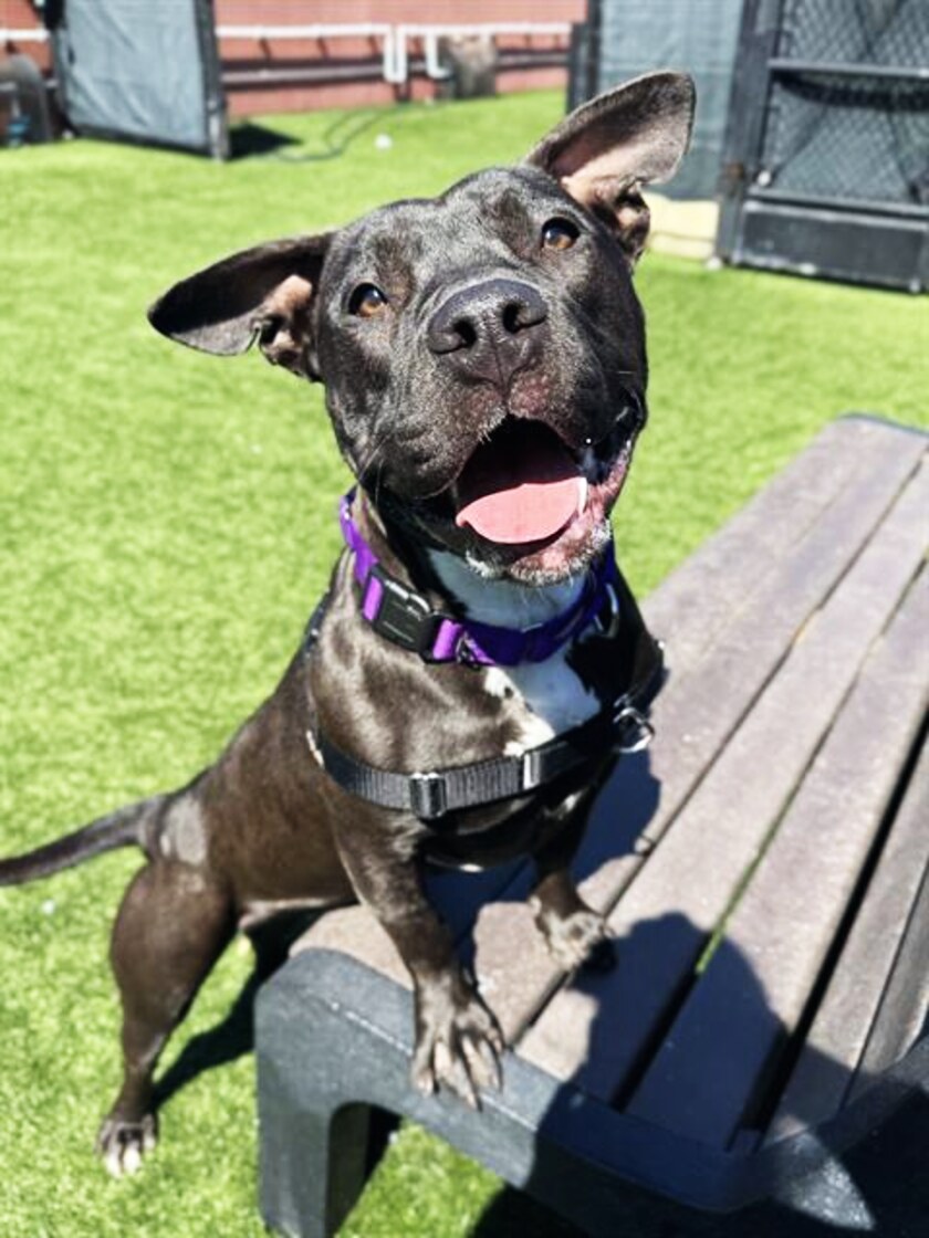 Featured dog for the Paw-pularity Contest